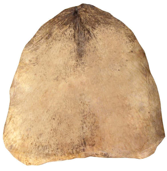 Yoman GOAT SKIN
