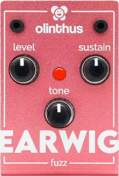 Olinthus Earwig - Fuzz